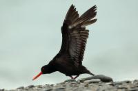 Haematopus fuliginosus