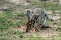 Indian hare