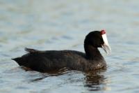 Fulica cristata