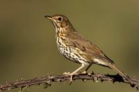 Turdus viscivorus