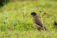 Turdus falcklandii