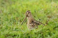 Gallinago paraguaiae