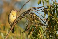 Ploceus capensis