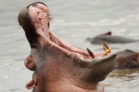 Common hippopotamus