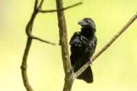 Crotophaga sulcirostris