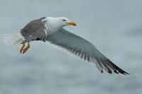 Larus fuscus