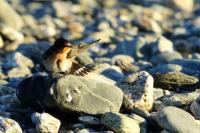 Hirundo neoxena