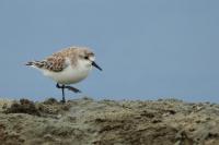 Calidris ruficollis