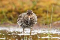 Calidris maritima