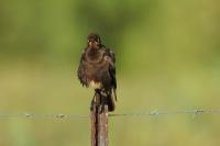 Lamprotornis bicolor