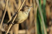 Acrocephalus arundinaceus