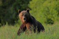 Brown bear