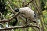 Threskiornis molucca