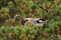 Garrulus glandarius atricapillus