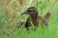 Gallirallus australis