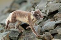 Arctic fox