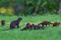 Banded mongoose