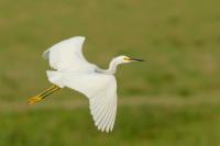 Egretta thula