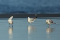 Larus bulleri 