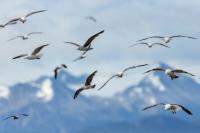 Larus dominicanus