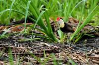 Irediparra gallinacea