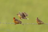 Macronyx capensis