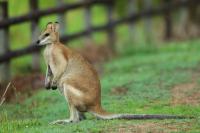 Agile wallaby