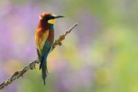 Merops apiaster