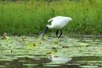 Platalea regia