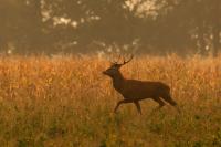 Red deer