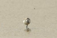 Calidris pygmaea