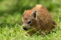 Bush hyrax