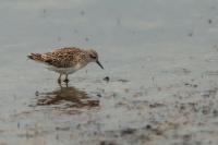 Calidris subminuta