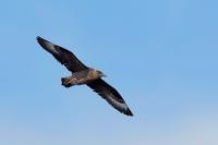 Stercorarius skua