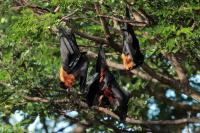 Indian flying fox