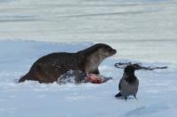 Eurasian otter