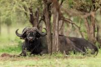 African buffalo