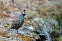 Callipepla californica