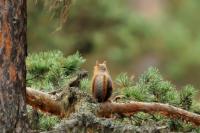 Persian squirrel