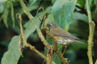 Turdus obscurus