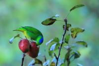 Chlorophonia callophrys