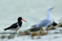 Haematopus longirostris