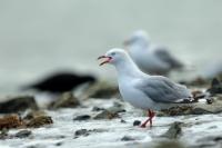 Larus novaehollandie