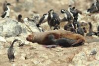 South American sea lion