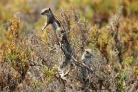 Barbary ground squirrel