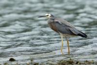 Egretta novaehollandiae