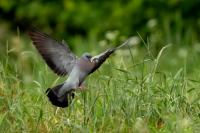 Columba oenas