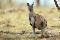 Eastern grey kangaroo