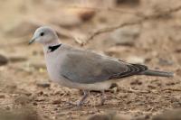 Streptopelia capicola