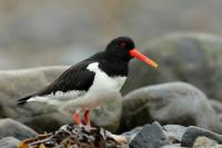 Haematopus ostralegus